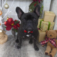 【山手店】2024年12月2日のワンちゃん達♪