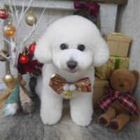 【山手店】2024年12月5日のワンちゃん達♪