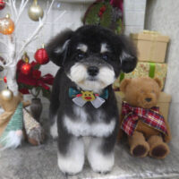 【山手店】2024年12月6日のワンちゃん達♪