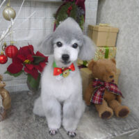 【山手店】2024年12月7日のワンちゃん達♪