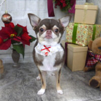 【山手店】2024年12月15日のワンちゃん達♪