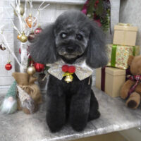 【山手店】2024年12月21日のワンちゃん達♪