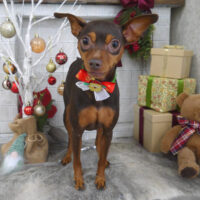 【山手店】2024年12月22日のワンちゃん達♪