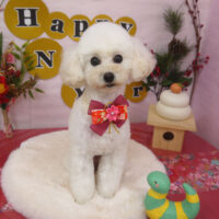 【山手店】2024年12月26日のワンちゃん達♪