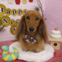 【山手店】2024年12月27日のワンちゃん達♪