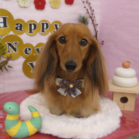 【山手店】2024年12月27日のワンちゃん達♪