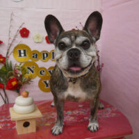 【山手店】2024年12月28日のワンちゃん達♪