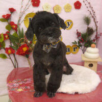 【山手店】2024年12月29日のワンちゃん達♪