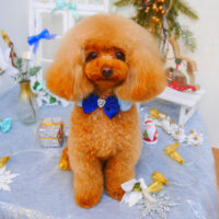 【池下店】2024年12月1日のワンちゃん達♪