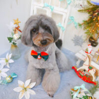 【池下店】2024年12月12日のワンちゃん達♪