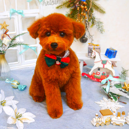 【池下店】2024年12月13日のワンちゃん達♪