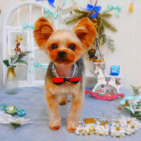 【池下店】2024年12月14日のワンちゃん達♪