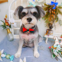 【池下店】2024年12月15日のワンちゃん達♪