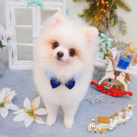 【池下店】2024年12月19日のワンちゃん達♪