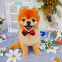 【池下店】2024年12月21日のワンちゃん達♪