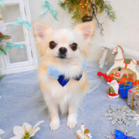 【池下店】2024年12月23日のワンちゃん達♪