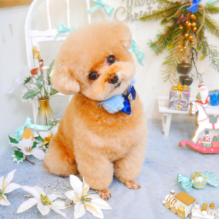 【池下店】2024年12月25日のワンちゃん達♪