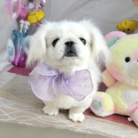 【本店】2025年1月23日のワンちゃん達♪