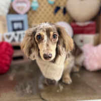 【本店】2025年1月30日のワンちゃん達♪