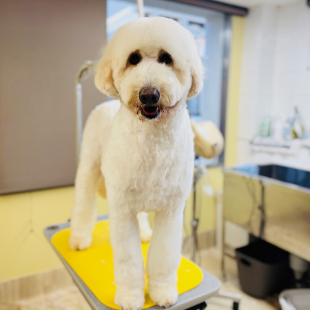 【本店】2025年1月5日のワンちゃん達♪