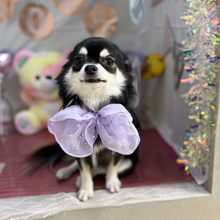 【本店】2025年1月6日のワンちゃん達♪