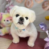 【本店】2025年1月25日のワンちゃん達♪