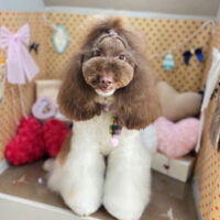 【本店】2025年1月31日のワンちゃん達♪