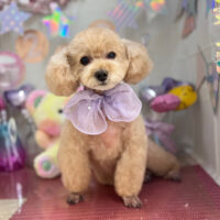 【本店】2025年1月17日のワンちゃん達♪