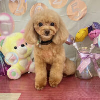 【本店】2025年1月22日のワンちゃん達♪