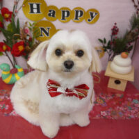 【山手店】2025年1月5日のワンちゃん達♪