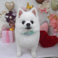 【山手店】2025年1月24日のワンちゃん達♪