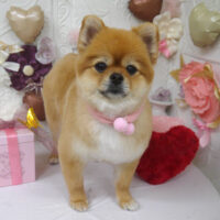 【山手店】2024年1月25日のワンちゃん達♪