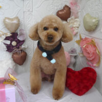 【山手店】2025年1月27日のワンちゃん達♪