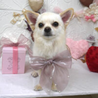 【山手店】2025年1月31日のワンちゃん達♪