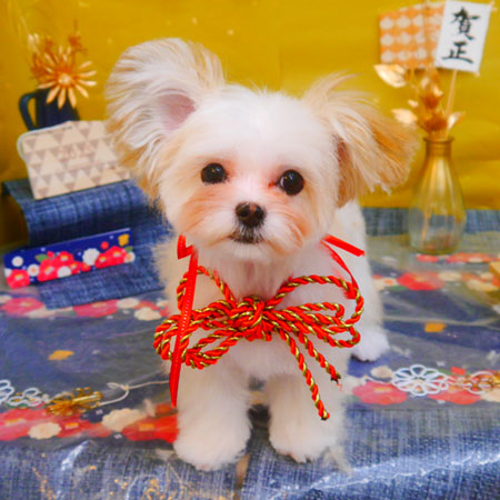 【池下店】2025年1月16日のワンちゃん達♪