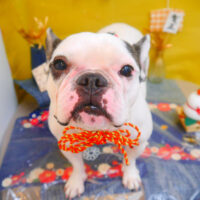 【池下店】2025年1月23日のワンちゃん達♪