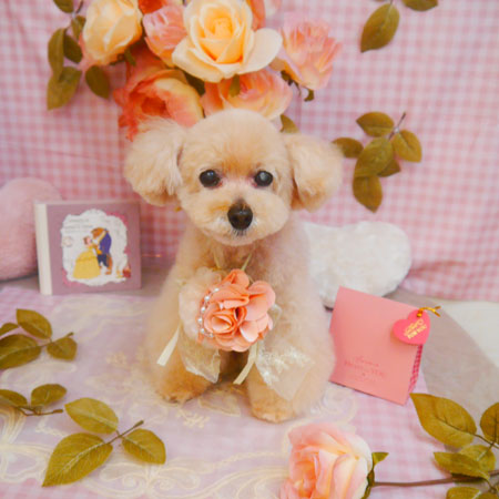 【池下店】2025年1月31日のワンちゃん達♪