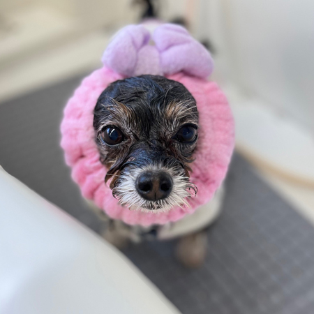 【本店】2025年1月11日のワンちゃん達♪