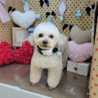 【本店】2025年2月3日のワンちゃん達♪