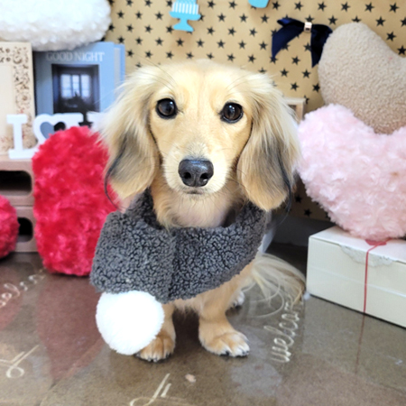 【本店】2025年2月7日のワンちゃん達♪