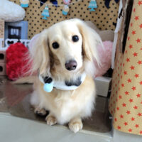 【本店】2025年2月8日のワンちゃん達♪