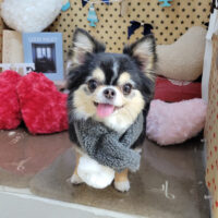 【本店】2025年2月28日のワンちゃん達♪