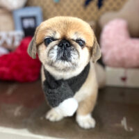 【本店】2025年2月26日のワンちゃん達♪