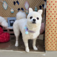 【本店】2025年2月21日のワンちゃん達♪