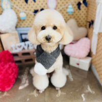 【本店】2025年2月16日のワンちゃん達♪