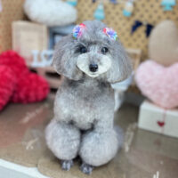 【本店】2025年2月14日のワンちゃん達♪