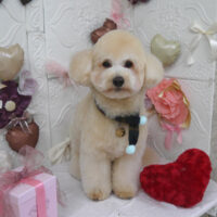 【山手店】2025年2月2日のワンちゃん達♪