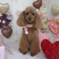 【山手店】2025年2月6日のワンちゃん達♪