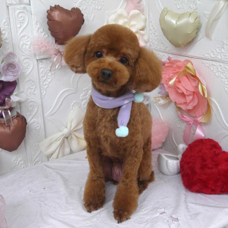 【山手店】2025年2月13日のワンちゃん達♪