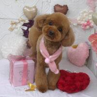 【山手店】2025年2月16日のワンちゃん達♪